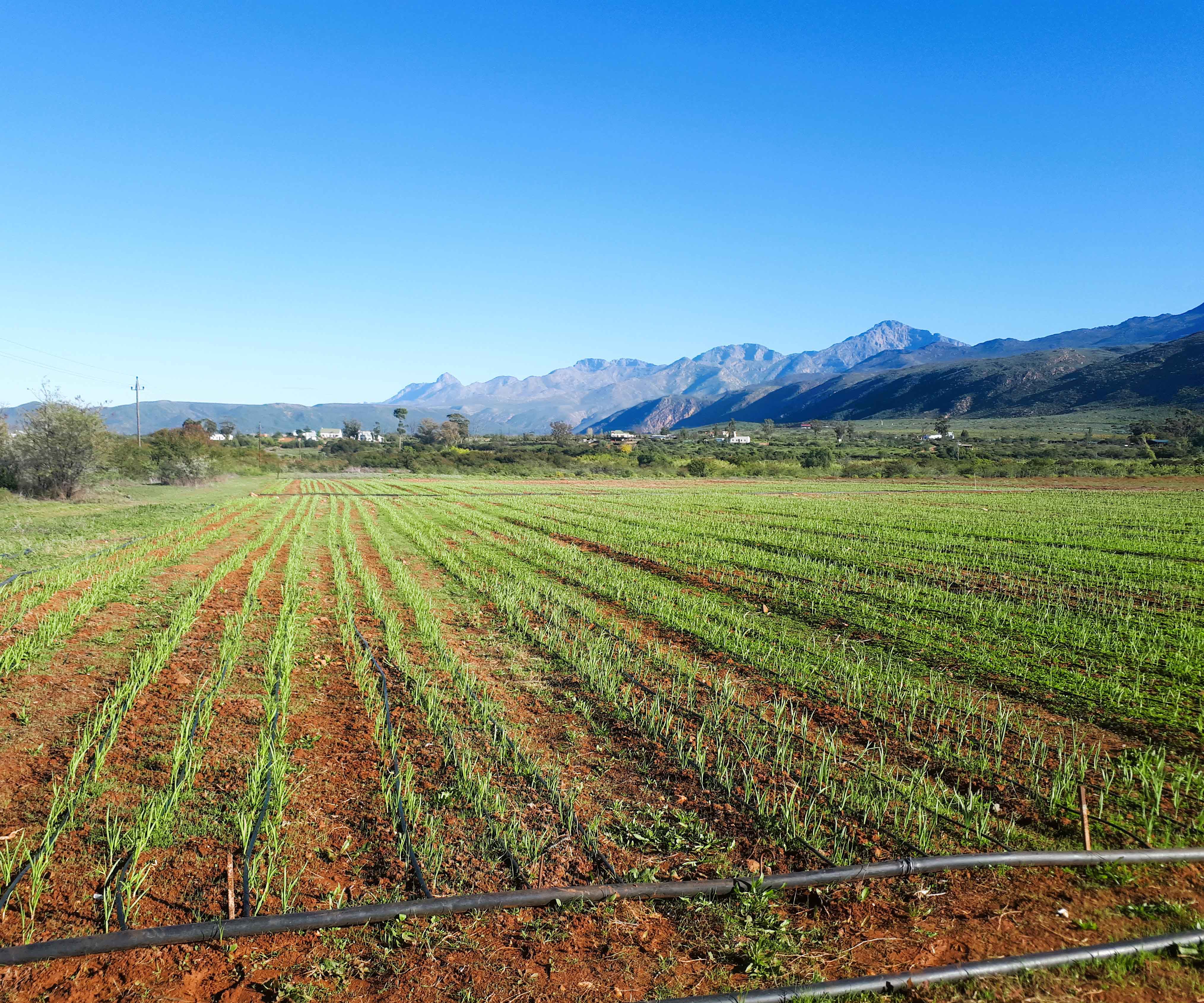 Klein Karoo Valley Garlic Farm